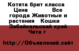 Котята брит класса › Цена ­ 20 000 - Все города Животные и растения » Кошки   . Забайкальский край,Чита г.